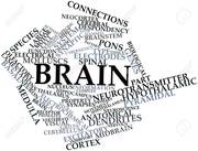Brain Health  - Improve Your Memory,  Focus,  & Concentration!